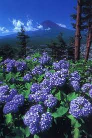 100 000 Hydrangeas In Full Bloom Tenjoyama Park Yamanashi Japan By Margery Beautiful Flowers Beautiful Gardens Beautiful Nature