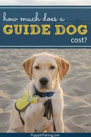In nederland houdt het koninklijk nederlands geleidehonden fonds (kngf) zich hier sinds 1935 mee bezig. How Much Does A Guide Dog Cost Puppy In Training