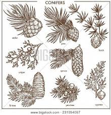 Fruit pine cones of coniferous tree on ground with dry pine leaf background. Natural Conifers On Vector Photo Free Trial Bigstock