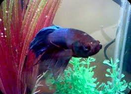A lot of people use bloodworms for betta fish as they think they're a great part of their diet. Pin On My Pets