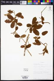 Image result for Antidesma membranaceum