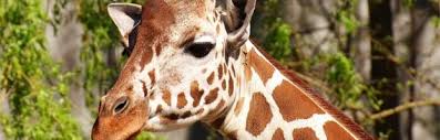 Giraffe Evolution Giraffe Facts And Information