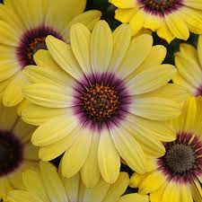 Osteospermum Serenity Blue Eyed Beauty Plug Plants Brookside Nursery Brookside Nursery