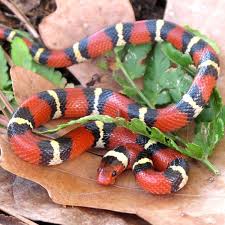 Kingsnake Facts | Live Science