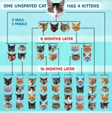 Low cost neutering (nationwide subsidised neutering schemes): Vet To Go News