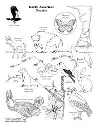Also see the category to find more coloring sheets to print. Prairie American Coloring Page