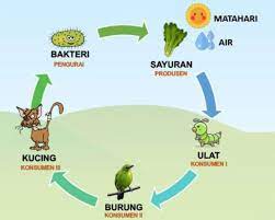 Pengertian makalah sistem dan gambar apa itu sistem periodik unsur. Lengkap Rantai Makanan Pengertian Komponen Jenis Contoh