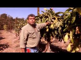 Dragon fruit pruning is pretty simple: Pin On Succulents
