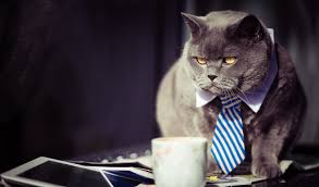 During a hearing on tuesday in texas' 394th judicial district court, a lawyer who, despite appearances, is not a cat had. Are Lawyers Really Like Cats