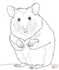 This month's theme are mandalas! Lol Hamster Coloring Page Novocom Top