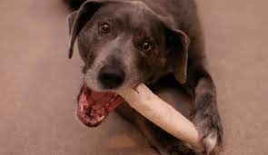 Why Do Dogs Like To Chew Bones Cesar S Way