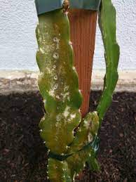 It is not tolerant of frost, requiring an optimum temperature of 68 to 86 ° f (20 to 30 ° c). Red Rusty Dots On Dragon Fruit Cactus