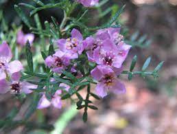 Boronia Safrolifera Wikipedia
