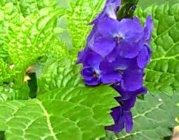 Image result for Stachytarpheta cayennensis