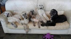 Purebred, healthy afghan hound dog and puppies puppies for sale from european breeders with health and lifetime puppyness guarantee. Afghan Hound Pups Available 4 Suitable Home