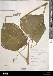 Image result for Neorautanenia mitis