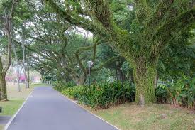 Image result for Samanea saman