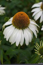 Pure White Echinacea Cone Flowers Just So Pretty Here Flower Landscape Amazing Flowers Month Flowers