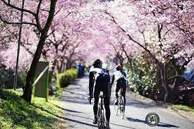 igcjp シクログラフィー bicycle vehicles