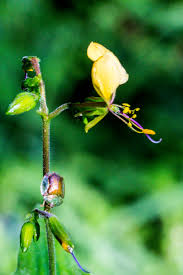 Image result for Nectaropetalum