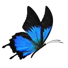 78 586 Blue Butterfly Photos Free Royalty Free Stock Photos From Dreamstime Please contact us if you want to publish a blue butterfly wallpaper on. 78 586 blue butterfly photos free