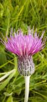 Image result for Cirsium
