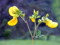 Image result for Smithia