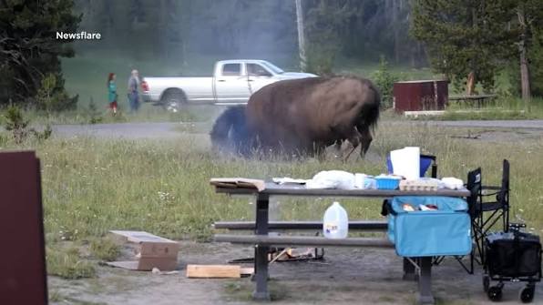 A man is recovering from surgery after he was thrown into the air by a bison at Yellowstone National Park in Wyoming. The unidentified man was seen walking with his grandson when