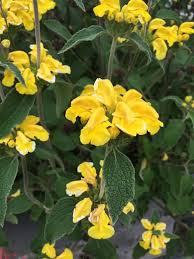 Image result for Phlomis fruticosa