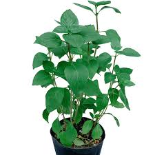 Rare herb plants & medicinal plant. Thai Basil Indoor Plants Philippines Unbeleafable Ph