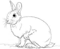 Rabbits coloring pages realistic realistic coloring pages. Pin On Animal Coloring Pages