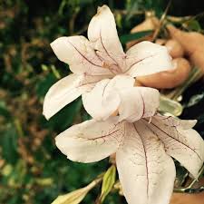 Image result for Mackaya