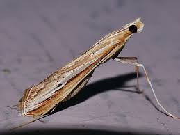 Image result for Euclasta