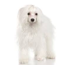 We did not find results for: Chinese Crested Powderpuff