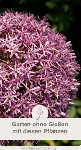 Pflanzen Fur Trockene Und Sonnige Standorte Garten Bepflanzen Pflegeleichter Garten Pflegeleichte Pflanzen