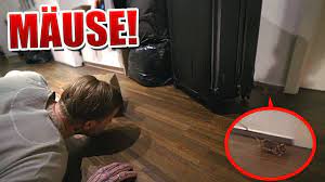 Wir durchsuchten die komplette wohnung ( 3 zimmer , balkon etc ,) und überall befand sich der mäusekot / urin unter der. Mause Dringen In Unsere Wohnung Ein Youtube