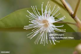 Image result for Maerua cafra