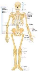 There also are bands of fibrous connective tissue—the ligaments and the tendons—in intimate relationship with the parts of the skeleton. List Of Bones Of The Human Skeleton Wikipedia