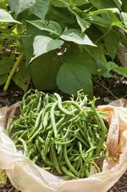 Maybe you would like to learn more about one of these? Tough Stringy Beans Reasons Why Beans Are Too Tough