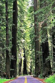 Redwood Natioal Forest Ca California Travel Road Trips National Parks Trip