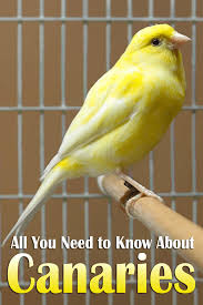 All You Need To Know About Canaries Canaries Are Hardy And Undemanding So The Canary Bird Care Is Pretty Easy They Don T P Canary Birds Bird Breeds Pet Birds
