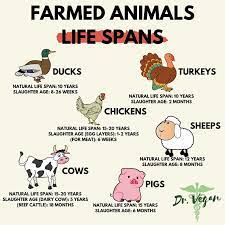 Dr Vegan Do You Know How Long A Cow A Pig Or A Facebook