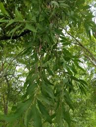 Image result for Agelanthus