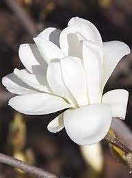 Magnolia Pristine Purple And White Flowers Deep Yellow Flowers Magnolia
