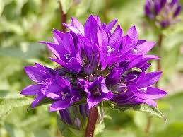 Campanula Glomerata L Clustered Bellflower Flower Guide Bellflower Border Plants