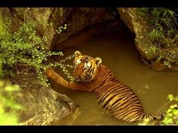 Tiger Rescue & Release by IFAW-WTI - YouTube