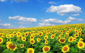 Maybe you would like to learn more about one of these? Field Of Flowers Wallpapers Wallpaper Cave