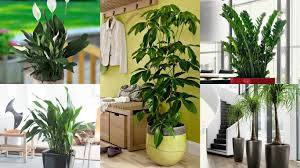 Qualche varieta' di felce preferisce essere appesa tra le quali il platycerium. 18 Piante D Appartamento Che Non Richiedono Manutenzione Guida Giardino