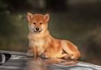 Shiba Inu Puppies for Sale - Next Day Pets