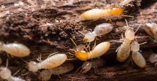 But determining which one is best for your home is as simple as learning. Five Things You Are Doing To Attract Termites
